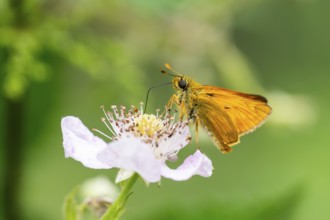 Large skipper (Ochlodes sylvanus) on a blackberry (Rubus allegheniensis) blossom, Bavaria, Germany