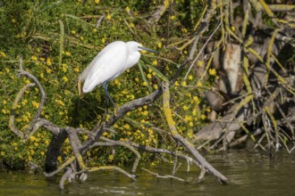 Great egret (Ardea alba) standing on the edge of the water, hunting, Parc Naturel Regional de