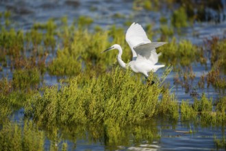 Great egret (Ardea alba) landing on the edge of the water, Parc Naturel Regional de Camargue,