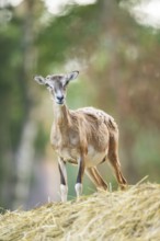 European mouflon (Ovis aries musimon) standing on a feeding place, Hesse, Germany