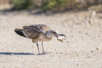 Yellow-legged gull (Larus michahellis) youngster eating a fish, Parc Naturel Regional de Camargue,