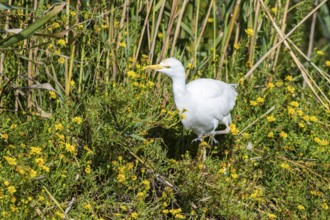 Western cattle egret (Ardea ibis) walking in the flowers on the edge of the water, hunting, Parc