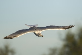 Yellow-legged gull (Larus michahellis) flying at sunset, Parc Naturel Regional de Camargue, France