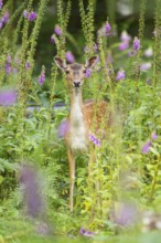 Fallow deer (Dama dama) doe standing in middle of Common foxglove (digitalis purpurea) blossoms in