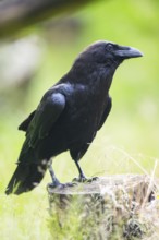 Carrion crow (Corvus corone) sitting on a tree trunk, Bavaria, Germany