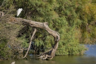 Great egret (Ardea alba) standing on the edge of the water, hunting, Parc Naturel Regional de