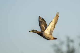 Wild duck (Anas platyrhynchos) flying at sunset, Parc Naturel Regional de Camargue, France