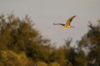 Grey heron (Ardea cinerea) flying at sunset, Parc Naturel Regional de Camargue, France