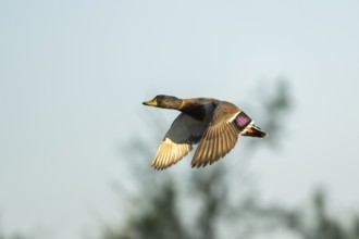 Wild duck (Anas platyrhynchos) flying at sunset, Parc Naturel Regional de Camargue, France