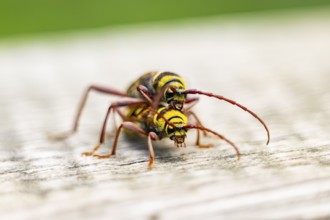 Four-banded longhorn beetle (Leptura quadrifasciata) at mating, Hesse, Germany