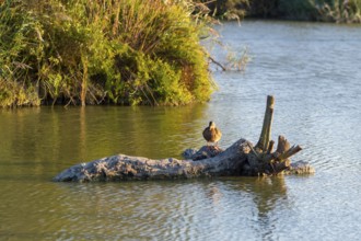 Wild duck (Anas platyrhynchos) sitting on a wood in the water at sunset, Parc Naturel Regional de