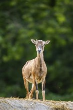 European mouflon (Ovis aries musimon) standing on a feeding place, Hesse, Germany
