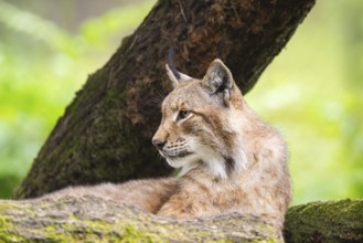 Eurasian lynx (Lynx lynx) lying in a forest, Hesse, Germany