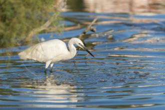 Great egret (Ardea alba) standing on the edge of the water, hunting, Parc Naturel Regional de