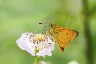 Large skipper (Ochlodes sylvanus) on a blackberry (Rubus allegheniensis) blossom, Bavaria, Germany