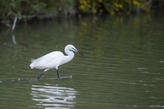 Great egret (Ardea alba) walking in the water, portrait, Parc Naturel Regional de Camargue, France