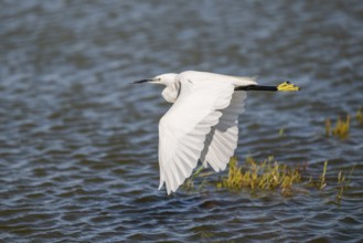 Great egret (Ardea alba) flying over the water, Parc Naturel Regional de Camargue, France