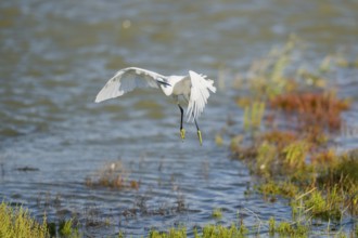 Great egret (Ardea alba) landing on the edge of the water, Parc Naturel Regional de Camargue,
