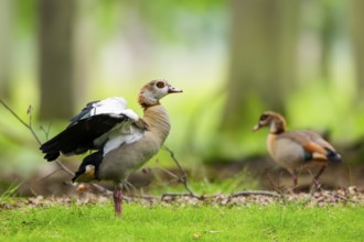 Egyptian goose (Alopochen aegyptiaca), couple, in a forest, Hesse, Germany