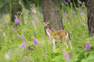 Fallow deer (Dama dama) doe standing in middle of Common foxglove (digitalis purpurea) blossoms in