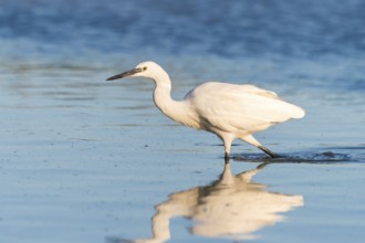 Great egret (Ardea alba) walking in the water, portrait, Parc Naturel Regional de Camargue, France