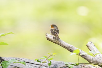 European robin (Erithacus rubecula) sitting on a branch, Bavaria, Germany