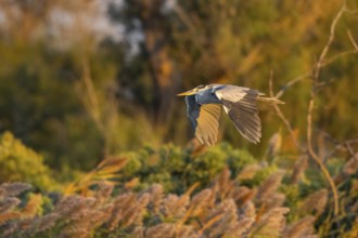 Grey heron (Ardea cinerea) flying at sunset, Parc Naturel Regional de Camargue, France