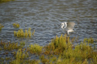 Great egret (Ardea alba) landing on the edge of the water, Parc Naturel Regional de Camargue,