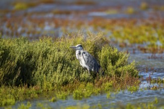 Grey heron (Ardea cinerea) standing on the edge of the water, hunting, Parc Naturel Regional de