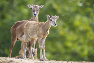 European mouflon (Ovis aries musimon) standing on a feeding place, Hesse, Germany