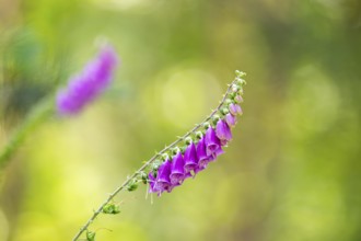 Common foxglove (digitalis purpurea) blossoms in summer, Hesse, Germany