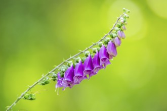 Common foxglove (digitalis purpurea) blossoms in summer, Hesse, Germany
