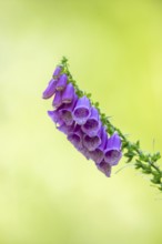 Common foxglove (digitalis purpurea) blossoms in summer, Hesse, Germany