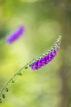 Common foxglove (digitalis purpurea) blossoms in summer, Hesse, Germany