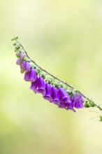Common foxglove (digitalis purpurea) blossoms in summer, Hesse, Germany
