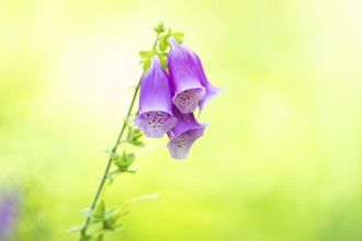 Common foxglove (digitalis purpurea) blossoms in summer, Hesse, Germany