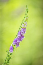 Common foxglove (digitalis purpurea) blossoms in summer, Hesse, Germany