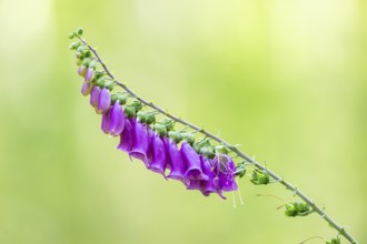 Common foxglove (digitalis purpurea) blossoms in summer, Hesse, Germany