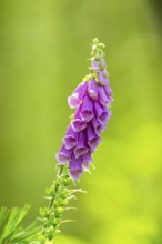 Common foxglove (digitalis purpurea) blossoms in summer, Hesse, Germany