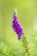 Common foxglove (digitalis purpurea) blossoms in summer, Hesse, Germany