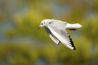 Black-headed gull (Chroicocephalus ridibundus) flying, Camargue, France