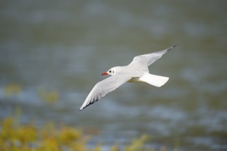 Black-headed gull (Chroicocephalus ridibundus) flying, Camargue, France