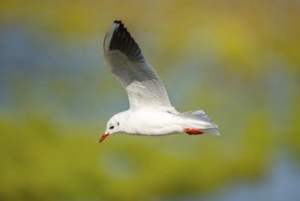 Black-headed gull (Chroicocephalus ridibundus) flying, Camargue, France