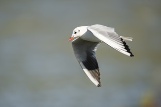 Black-headed gull (Chroicocephalus ridibundus) flying, Camargue, France