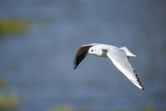 Black-headed gull (Chroicocephalus ridibundus) flying, Camargue, France