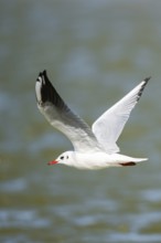 Black-headed gull (Chroicocephalus ridibundus) flying, Camargue, France