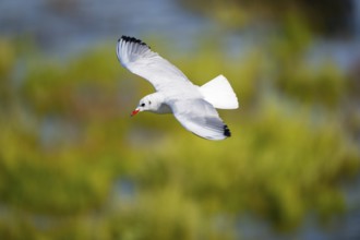 Black-headed gull (Chroicocephalus ridibundus) flying, Camargue, France
