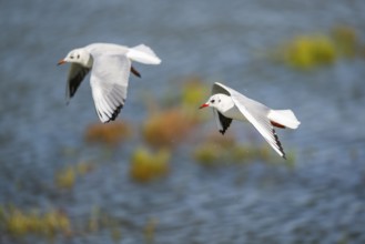 Black-headed gull (Chroicocephalus ridibundus) flying, Camargue, France