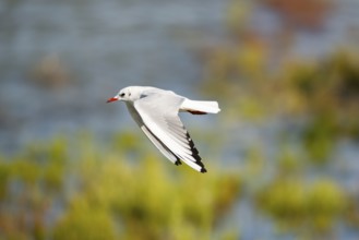 Black-headed gull (Chroicocephalus ridibundus) flying, Camargue, France