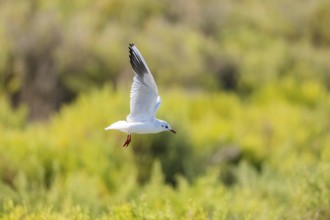 Black-headed gull (Chroicocephalus ridibundus) flying, Camargue, France